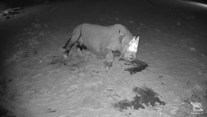 Nació un rinoceronte negro en un zoológico de Australia - Fuente: Taronga Western Plains Zoo