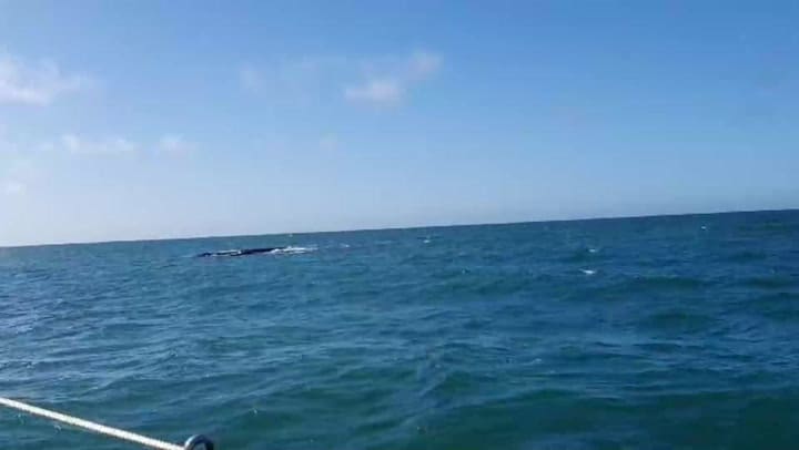 Ballenas frente a la costa de Mar del Plata