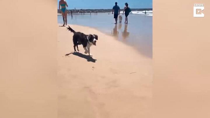 La conmovedora reacción de un perro ciego que visita una playa por primera vez