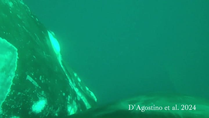 Alimentación de la ballena franca austral