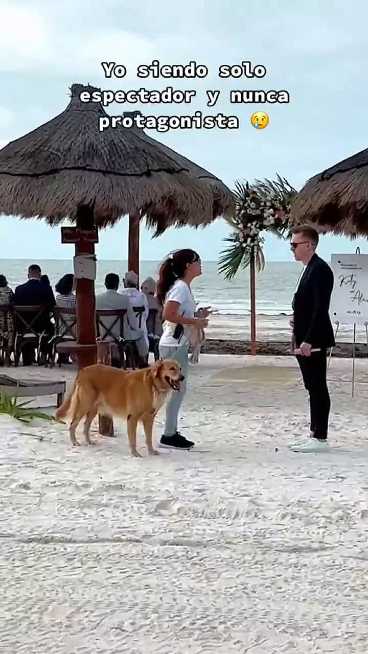 Su perro fue invitado a una boda y su dueño no