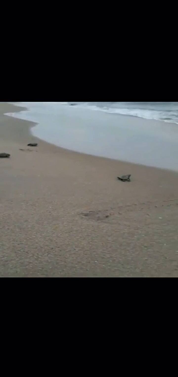 Nacieron casi 100 tortugas de una especie que estaba en peligro de extinción