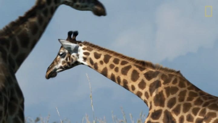 Jirafas - Una Batalla A Cuello Partido