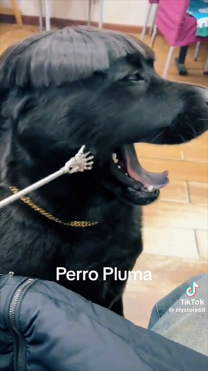 Los perros comienzan a lucir el look de Peso Pluma