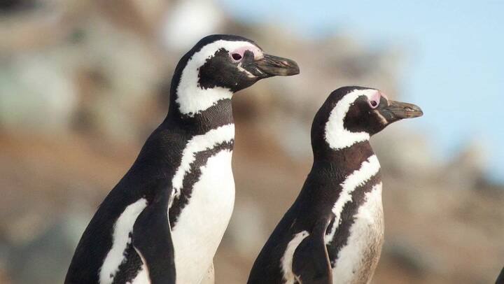 Un plan para proteger especies amenazadas