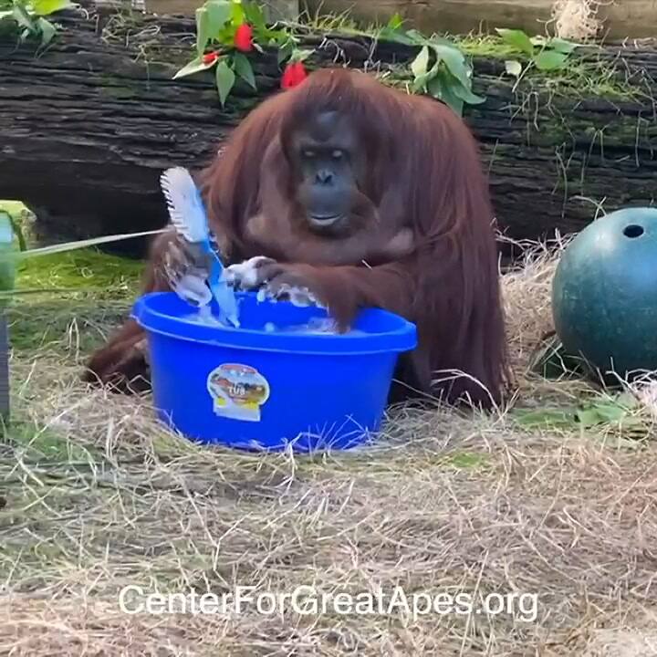 Sandra enseña a lavarse las manos más por más de 20 segundos