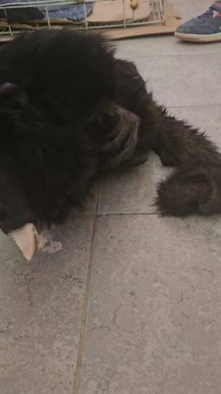 Rescatan a un mono carayá víctima del tráfico en Santa Cruz