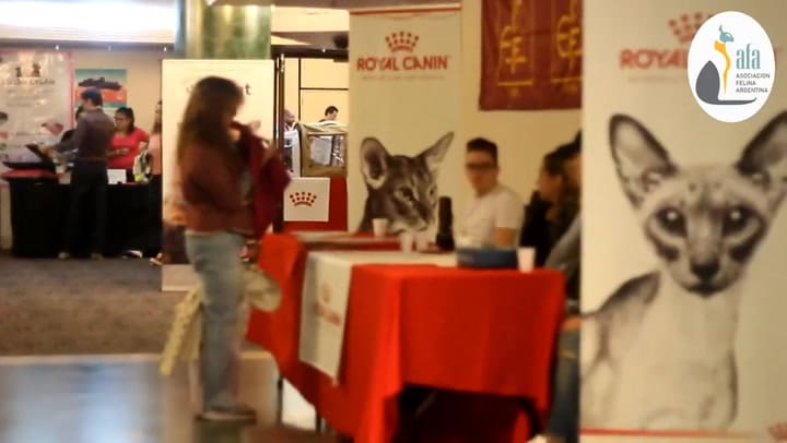 EXPO GATOS (2018) | Asociación Felina Argentina