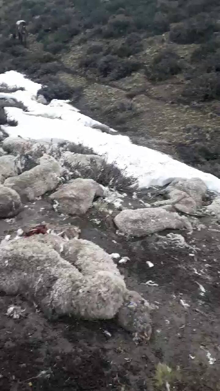 Animales muertos en la Patagoni