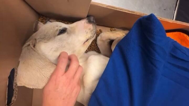 Renlo berhasil diselamatkan dari ambang kematian