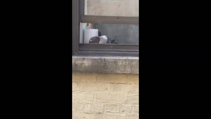 Una usuaria filmó como dos palomas tuvieron sus crias