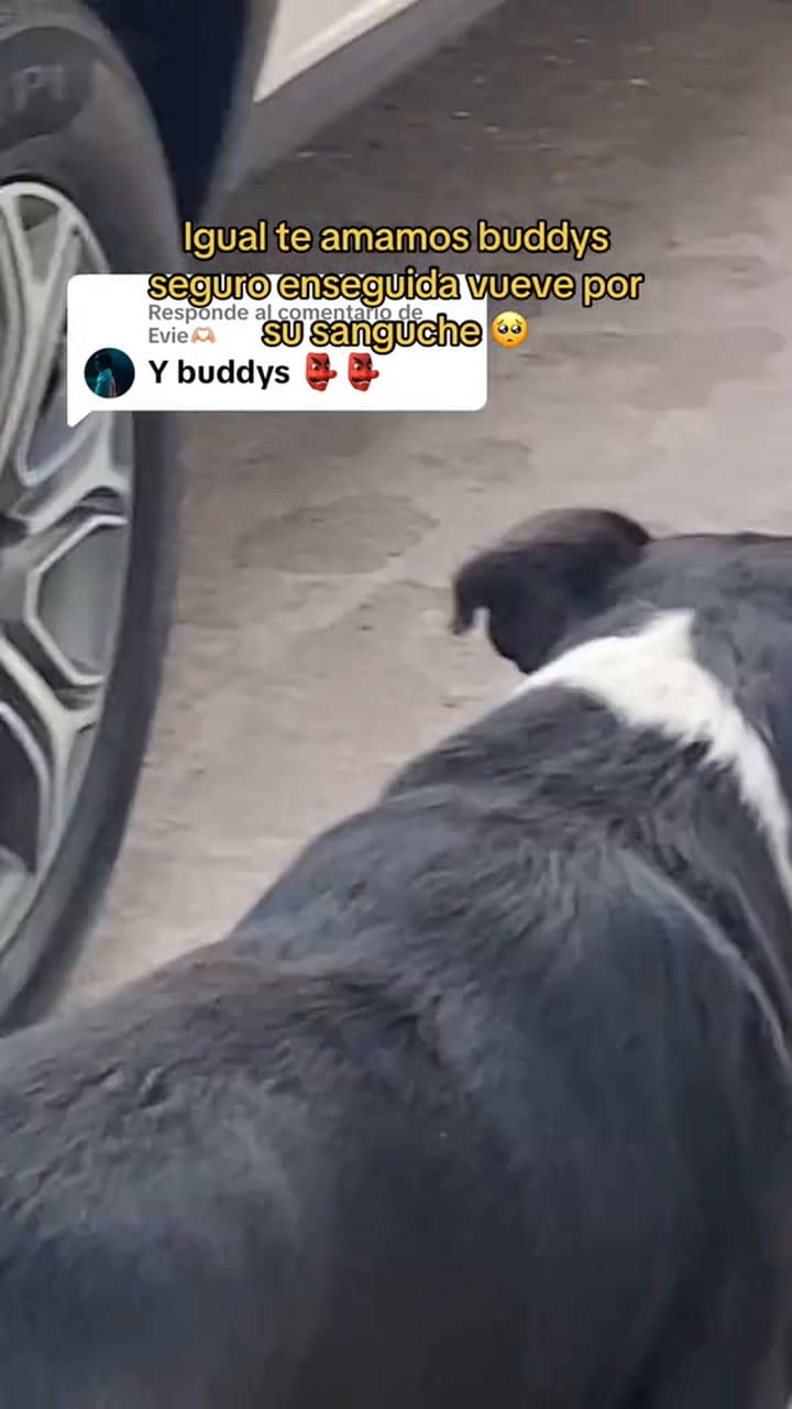 Los seguidores de Tik Tok preguntan por Buddys