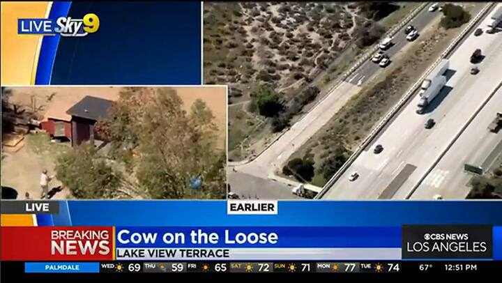 Una vaca irrumpió en una autopista y atemorizó a los presentes