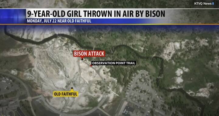 Un bisonte atacó a una chica de 9 años en EE.UU - Fuente: The Washington Post