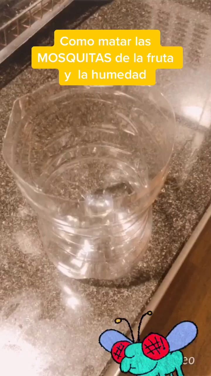 Cómo eliminar las mosquitas de la humedad