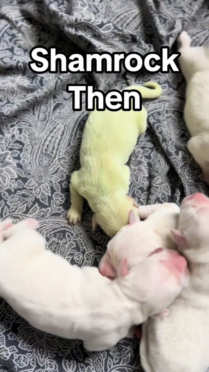 Shamrock la cachorra de golden retriver que nació verde