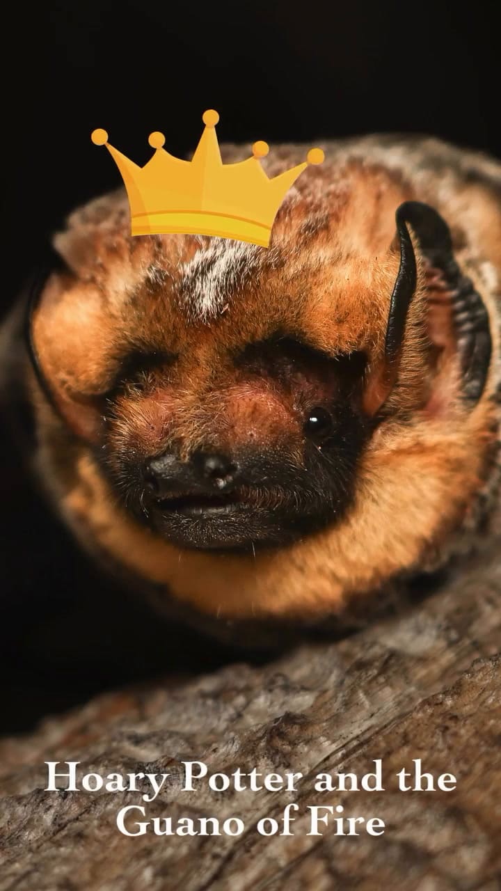 And The Winner Of The 2024 Bat Beauty Contest Is… Hoary Potter And The Guano Of Fire! With Its Stunning Midnight Fur And Enchanting, Twinkling Eyes, The Bat Who Lived Captivated Our Audience And Took Flight Into