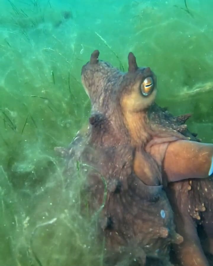 Octopus Leads Diver To Surprising Treasure