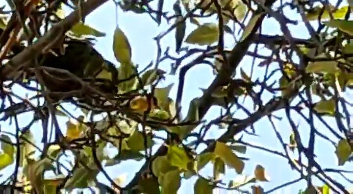 Cuarentena en Argentina: fotografían por primera vez una rara especie de loro - Fuente: News from