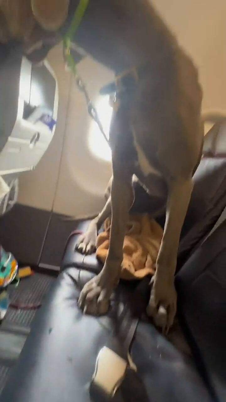 Un hombre sorprende a todos en el vuelo con su perro de servicio