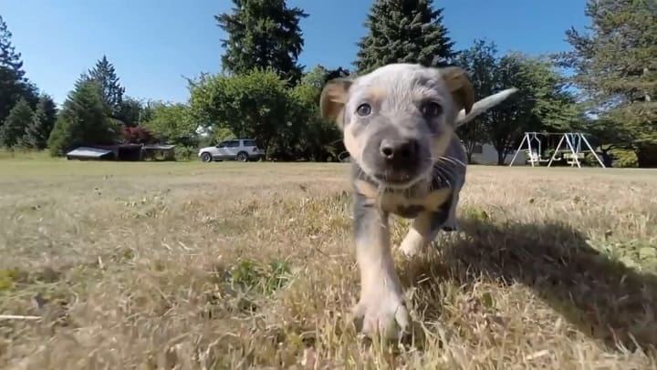 Por qué los perros tienden a seguir a sus dueños