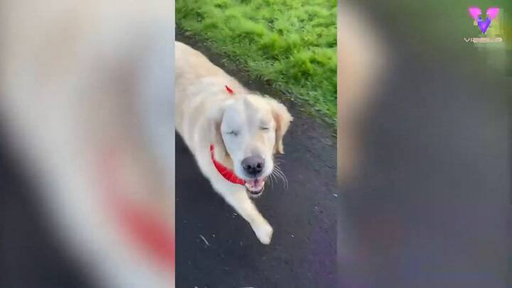 Un cachorro de cuatro meses hace de guía de un perro adulto que quedó ciego - Fuente: YouTube