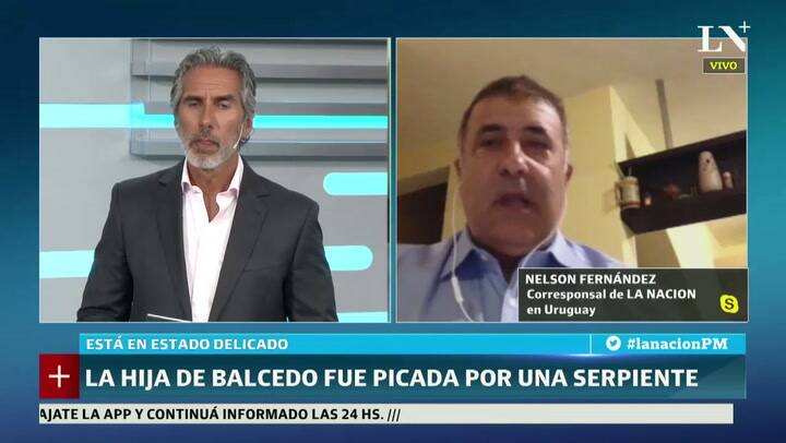 Una serpiente venenosa mordió a la hija menor de Marcelo Balcedo
