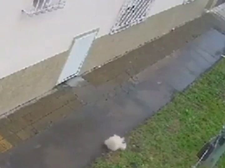 Perro San Justo patada