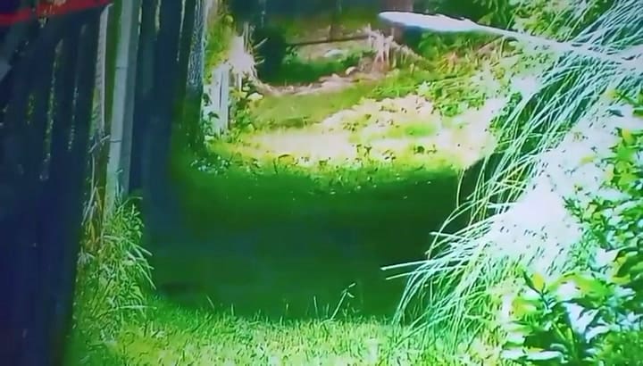 Buscan un puma suelto en Escobar: lo vieron merodeando las afueras de un country