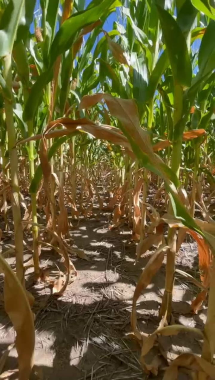 En todo el mes de enero no llovió, aunque se prevén precipitaciones para esta semana