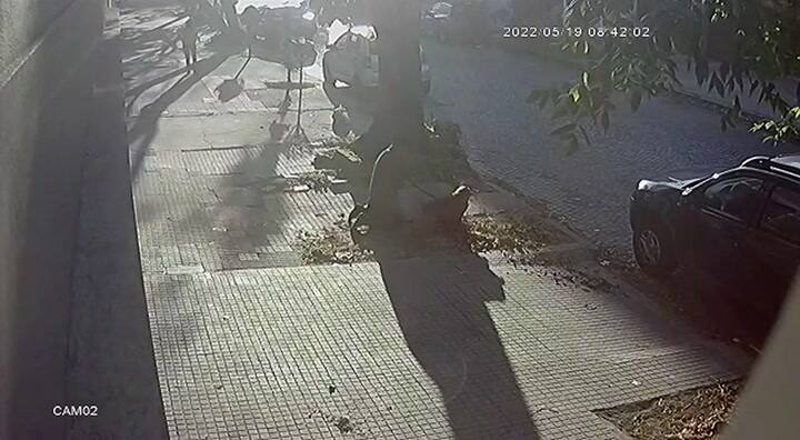 El brutal ataque de un perro a otra mascota