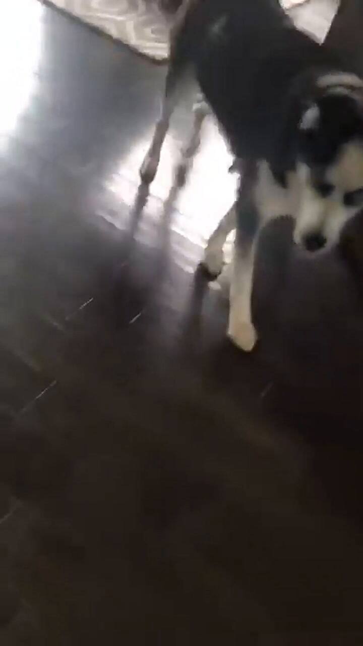 Perro responde ante los regaños de su dueño - Fuente: YouTube