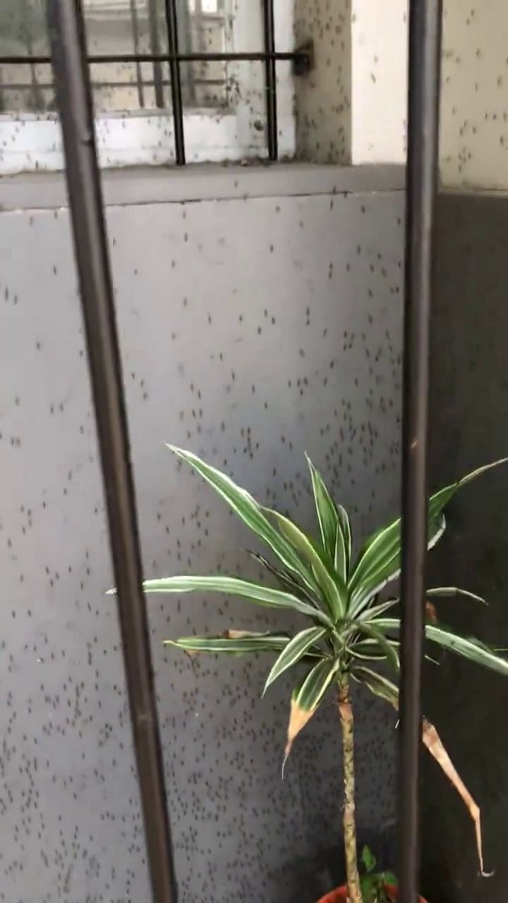 La Plata: una ciudad tomada por los mosquitos