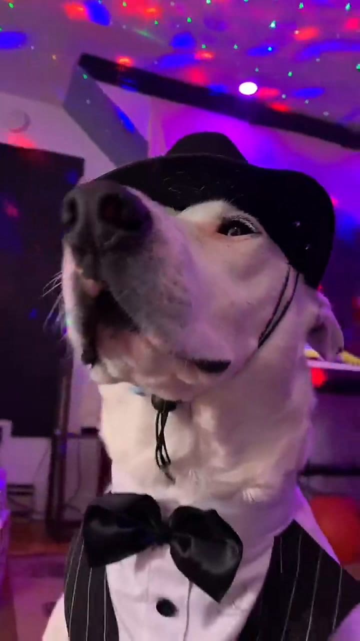 Conoce a Mister Mainer, el perro que es furor en TikTok por su estilo único