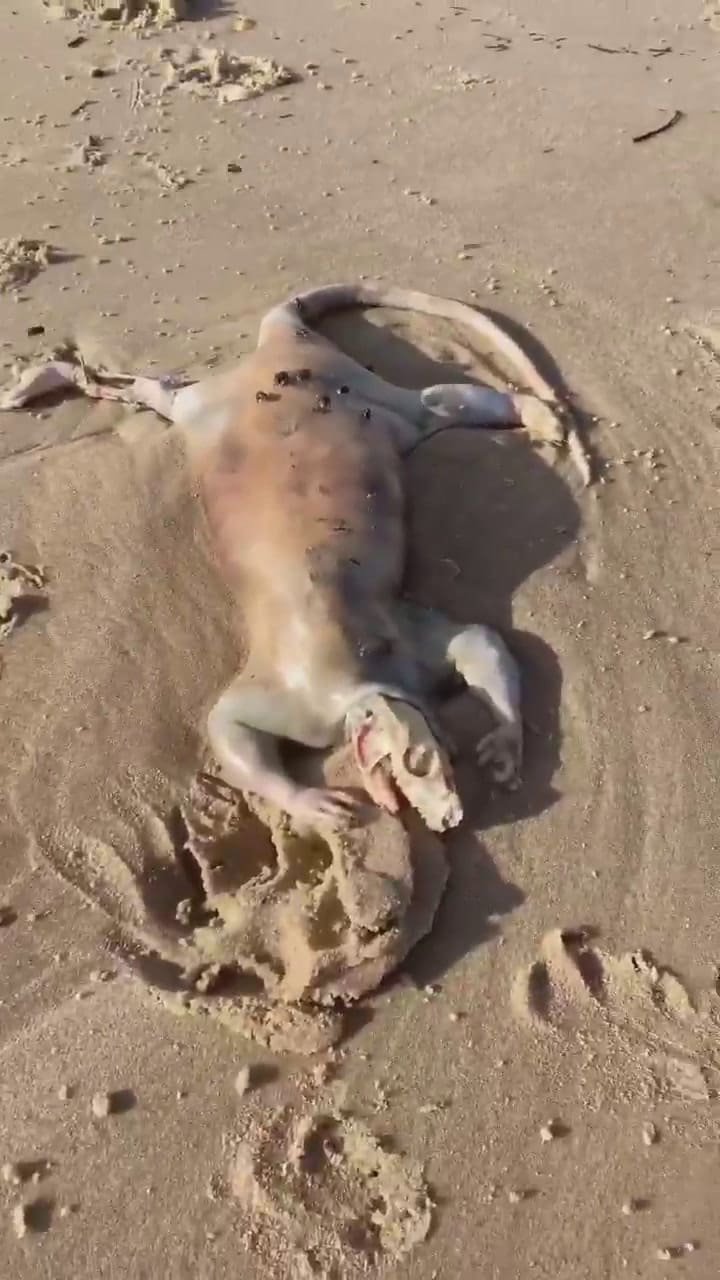 Encuentra en la playa una extraña criatura con cabeza de alien.