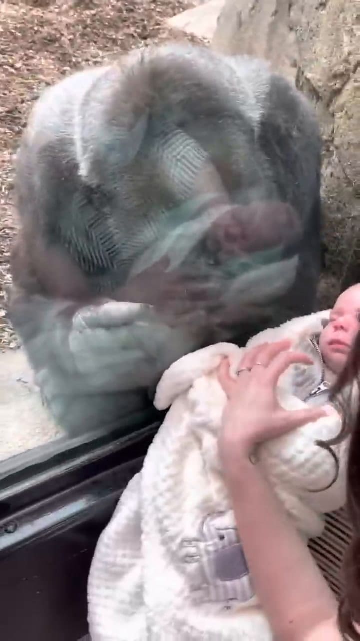 Video: la gorila que se emociona al ver a una mamá junto a su bebé