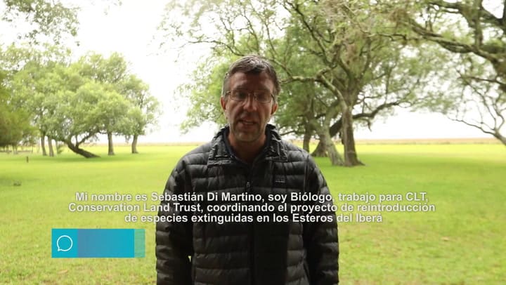 Isis, la yaguareté que ilusiona a Iberá