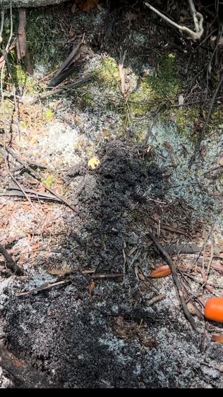 Moneda-de-oro-florida