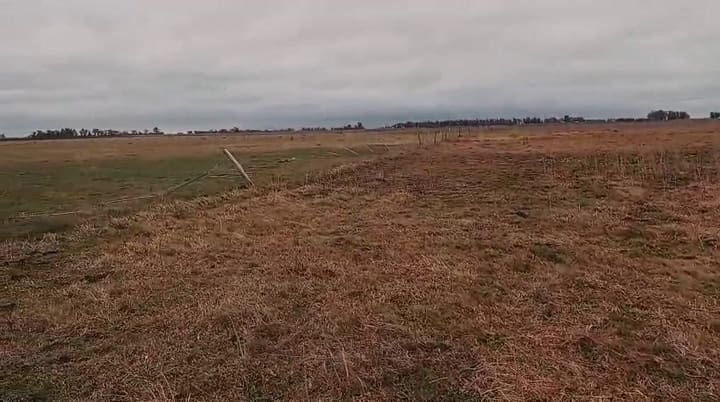 Así quedaron las ovejas de un productor tras el paso del tornado en Las Flores