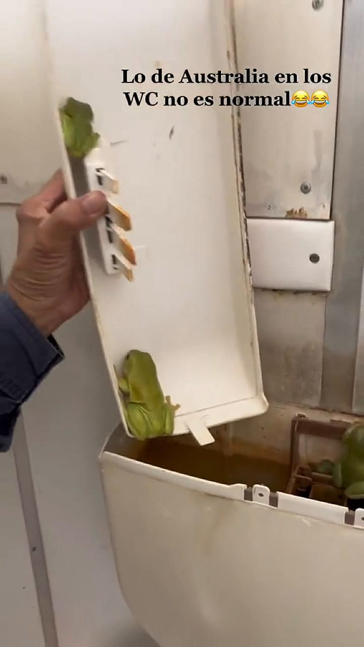 El video de las ranas se volvió viral en TikTok