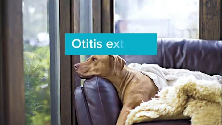 Las enfermedades más comunes de los perros