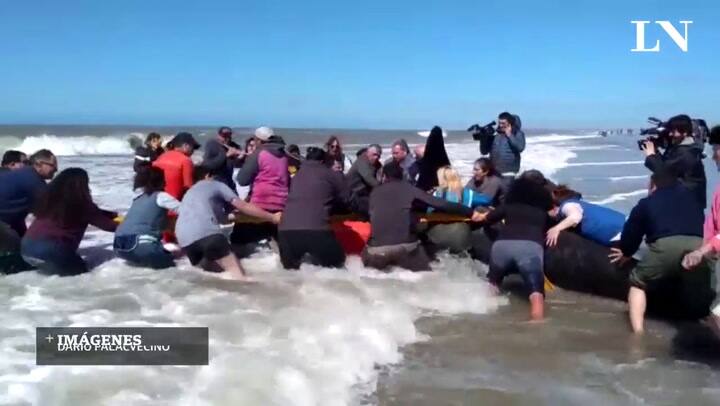 Así volvieron a introducir las orcas al mar