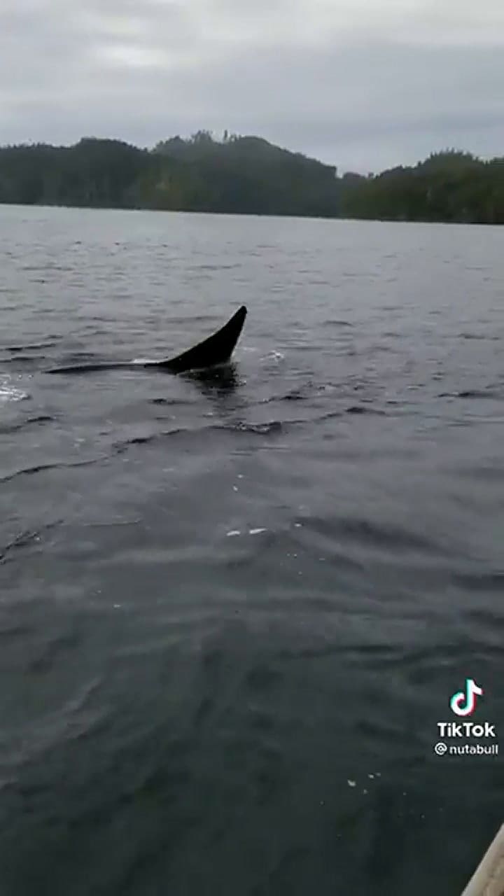 Tras un tiempo, decidió librar al animal a su suerte