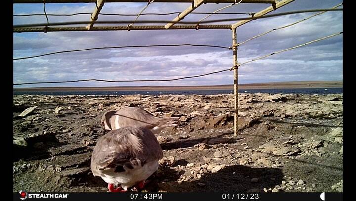 Protección para aves migratorias. Crédito: Ambiente Sur