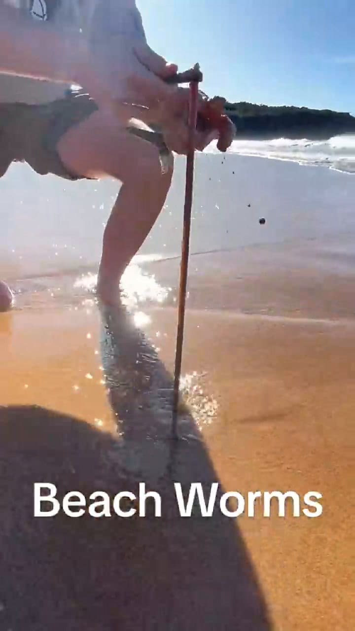 Los gusanos de arena que encontraron