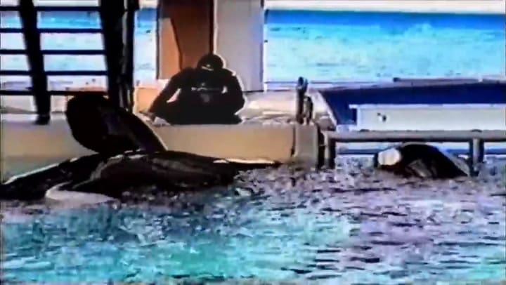 La desgarradora lucha de una entrenadora tras ser arrastrada por dos orcas