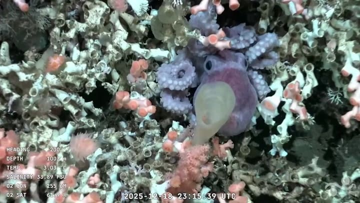 Pulpito De Ocho Brazos