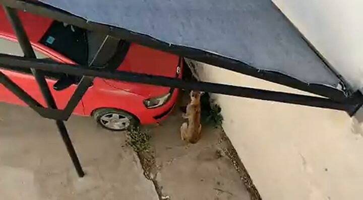 Sedaron al puma y murió en la veterinaria