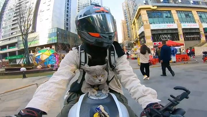 El hombre y el gato viajan juntos a todos lados