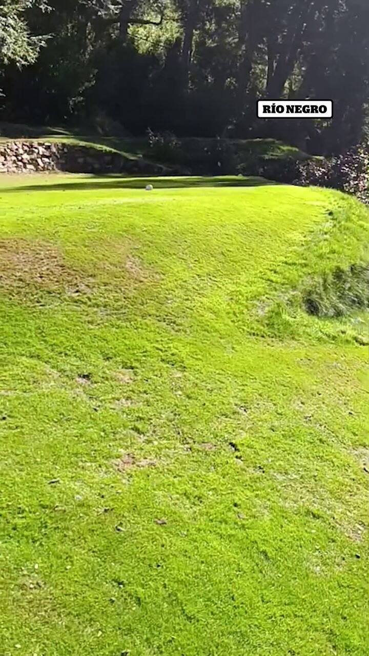 Jabalíes en el parque municipal Llao Llao